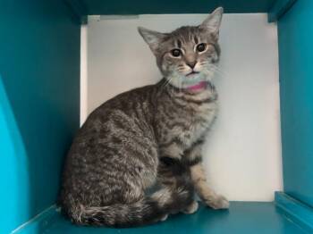 Domestic Short Hair and Tabby Cats Available for Adoption in Powell, Ohio - Gennifer | PetCurious