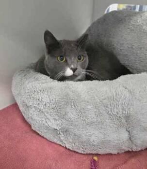 Rescue Domestic Short Hair Cats for Adoption in Atlanta, Georgia - Jaylen | PetCurious