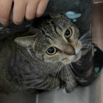 Rescue Domestic Short Hair Cats for Adoption in Pompano Beach, Florida - Bonnie | PetCurious