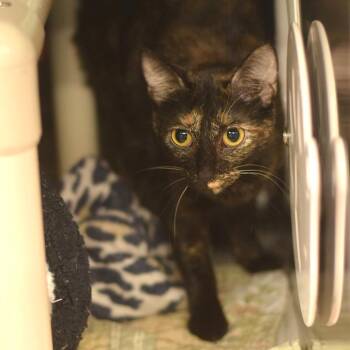 Tally -  Domestic Short Hair Cat for Adoption in Belleville, Illinois - Tally | PetCurious