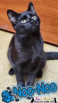 Rescue Domestic Short Hair Cats for Adoption in Ottawa Hills, Ohio - Noo-Noo | PetCurious