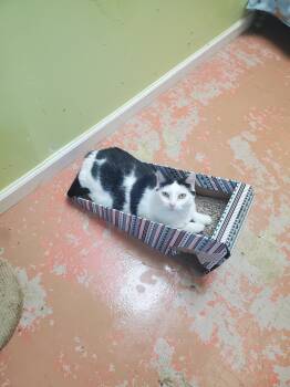 Rescue American Shorthair Cats for Adoption in Tunica, Mississippi - Don