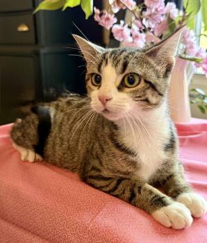 Domestic Short Hair Cats Available for Adoption in Reston, Virginia - Elara | PetCurious
