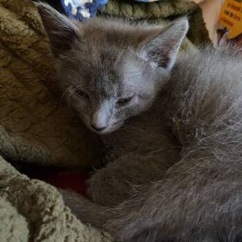 Arthur -  Domestic Short Hair Cat Available for Adoption in Columbus, North Carolina - Arthur | PetCurious