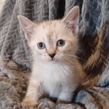 Iris -  Siamese Cat for Adoption in Bulverde, Texas - Iris | PetCurious