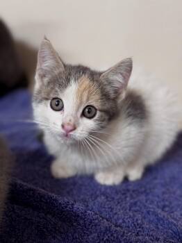 Lobster -  Domestic Short Hair Cat for Adoption in Hackensack, Minnesota - Lobster | PetCurious