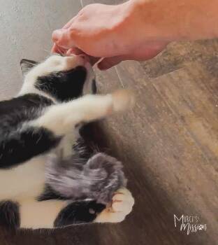 Domestic Short Hair Cats Available for Adoption in Spokane, Washington - Theodore Ermine Digglesby IV | PetCurious