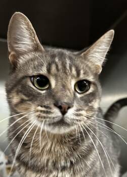 Rescue Domestic Short Hair Cats for Adoption in Spartanburg, South Carolina - Scar | PetCurious