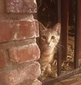 Taffy (female) -  Tabby and Calico Cat for Adoption - Taffy (female) | PetCurious