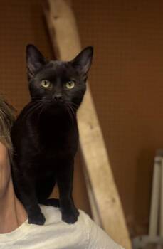 Bach -  Domestic Short Hair Cat for Adoption in Plumerville, Arkansas - Bach | PetCurious