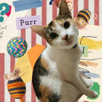 Rescue Domestic Short Hair Cats for Adoption in Liverpool, Texas - Harvey | PetCurious