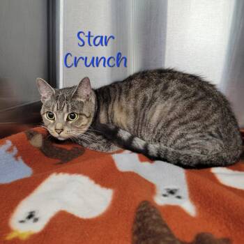 Domestic Short Hair Cats Available for Adoption in Parkersburg, West Virginia - Star Crunch | PetCurious