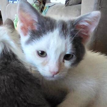 Domestic Short Hair Cats Available for Adoption - Do-si-Dos | PetCurious