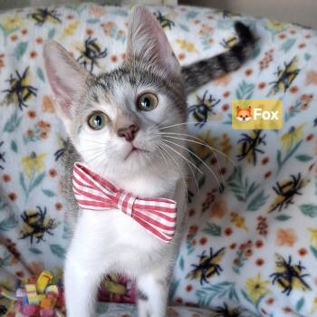 Fox -  Domestic Short Hair and Tabby Cat for Adoption in Yorba Linda, California - Fox | PetCurious