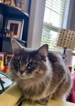 Freyja -  Tabby and Domestic Long Hair Cat for Adoption in Gladstone, Oregon - Freyja | PetCurious