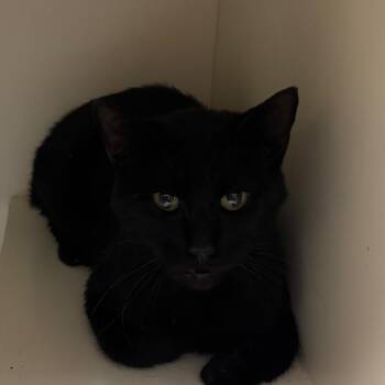 Domestic Short Hair Cats Available for Adoption in Hinesville, Georgia - Gary | PetCurious