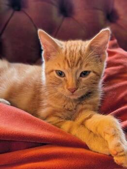 Push Pop -  Domestic Short Hair Cat for Adoption in Omaha, Nebraska - Push Pop | PetCurious