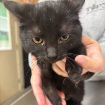 Rescue Domestic Short Hair Cats for Adoption in Pekin, Illinois - Brandy | PetCurious