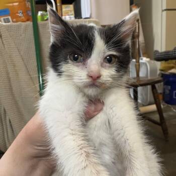 Rescue Domestic Short Hair Cats for Adoption in Troy, Illinois - Petrie | PetCurious