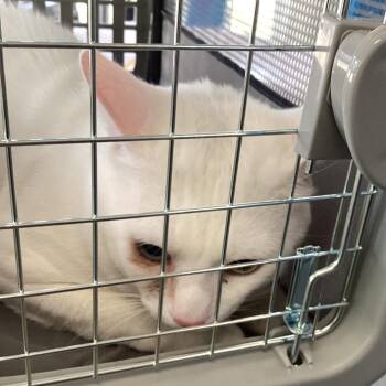 Tiger -  Domestic Short Hair Cat for Adoption in Montgomery, Alabama - Tiger | PetCurious