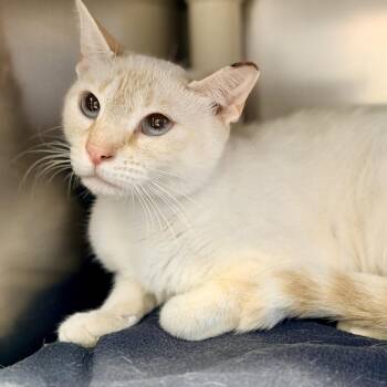 Panthera -  Siamese Cat for Adoption in Stafford Township, New Jersey - Panthera | PetCurious