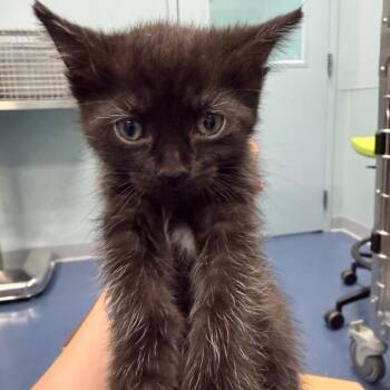 Wobbles -  Domestic Short Hair Cat for Adoption in Greensboro, North Carolina - Wobbles | PetCurious