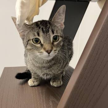 Gracie -  Domestic Short Hair Cat for Adoption in West Palm Beach, Florida - Gracie | PetCurious