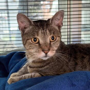 Mindy -  Domestic Short Hair Cat for Adoption in Hampton Bays, New York - Mindy | PetCurious
