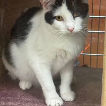 Tulip -  Domestic Short Hair Cat for Adoption in Gonzales, Louisiana - Tulip | PetCurious