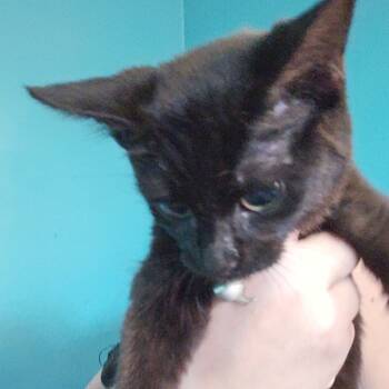 Rescue Domestic Short Hair Cats for Adoption in Medina, Ohio - Goblin | PetCurious