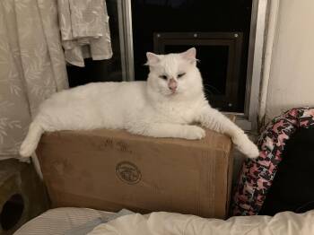 Boo Boo -  Domestic Medium Hair and Siamese Cat for Adoption in Los Angeles, California - Boo Boo | PetCurious
