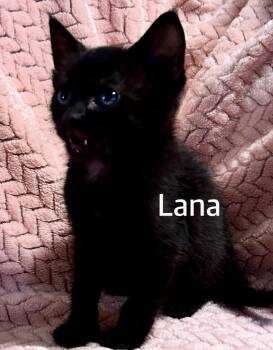 Lana -  Domestic Short Hair Cat Available for Adoption in Owasso, Oklahoma - Lana | PetCurious