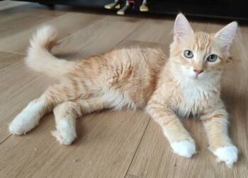 Kojack -  Domestic Medium Hair Cat for Adoption in Burnaby, British Columbia - Kojack | PetCurious