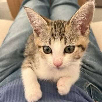 Mango -  Domestic Short Hair Cat for Adoption - Mango | PetCurious