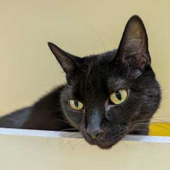 Crumpet -  Domestic Short Hair Cat for Adoption in Morden, Manitoba - Crumpet | PetCurious
