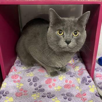 Russian Blue and Domestic Short Hair Cats Available for Adoption - Winter @ Livonia PetSmart | PetCurious