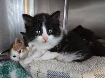 E4 Twix -  Domestic Short Hair Cat for Adoption in Ashland, Wisconsin - E4 Twix | PetCurious