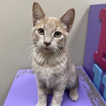Cardamon -  Domestic Short Hair Cat for Adoption in Arlington Heights, Illinois - Cardamon | PetCurious