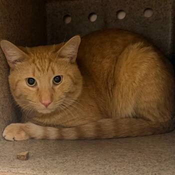 Domestic Short Hair Cats Available for Adoption - Cray | PetCurious