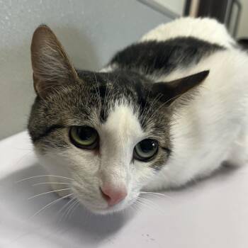 Sparkles -  Domestic Short Hair Cat for Adoption in Tampa, Florida - Sparkles | PetCurious