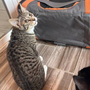 Domestic Short Hair Cats Available for Adoption in West Des Moines, Iowa - Paige | PetCurious