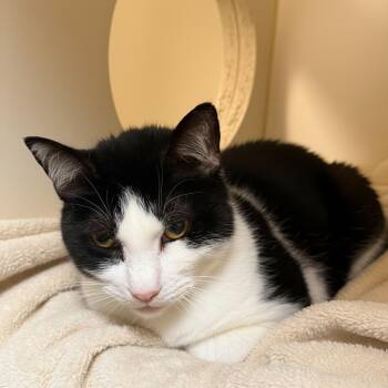 Domestic Short Hair Cats Available for Adoption in Elyria, Ohio - Romeo | PetCurious