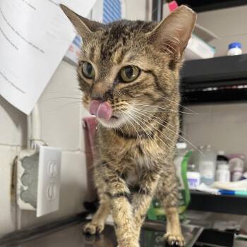 poprock -  Domestic Short Hair Cat for Adoption in Birmingham, Alabama - Poprock | PetCurious
