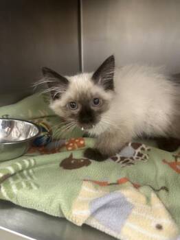 NAMI -  Domestic Short Hair Cat for Adoption in West Valley City, Utah - NAMI | PetCurious