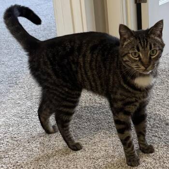 Grayson -  Domestic Short Hair Cat for Adoption in Washougal, Washington - Grayson | PetCurious