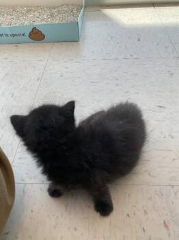 Domestic Short Hair Cats Available for Adoption in Hobbs, New Mexico - Sabrina | PetCurious