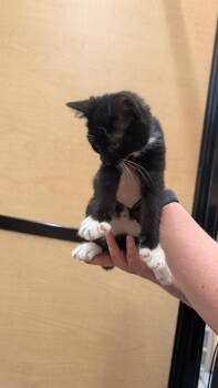 Roxie 3 -  Domestic Short Hair Cat for Adoption in Parker, Colorado - Roxie 3 | PetCurious