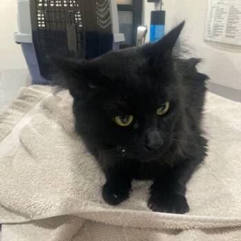 Domestic Medium Hair Cats Available for Adoption in Lake Havasu City, Arizona - Robyn | PetCurious