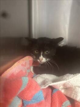 Rescue Domestic Short Hair Cats for Adoption in Santa Cruz, California - FERDINAND* | PetCurious