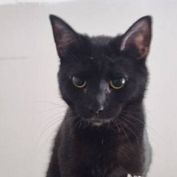 Rescue Domestic Short Hair Cats for Adoption in Nashville, Tennessee - Snow | PetCurious